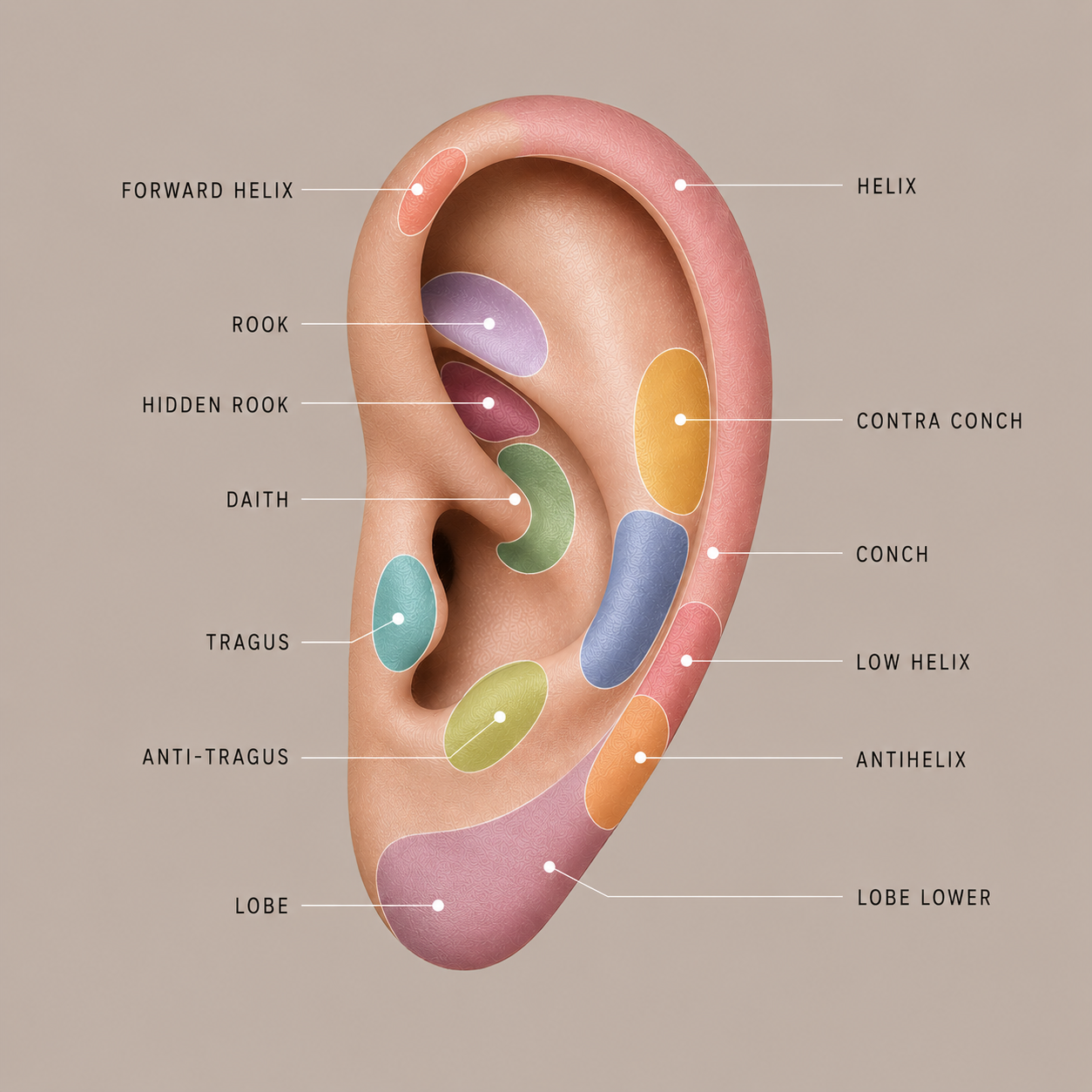 Ear Anatomy